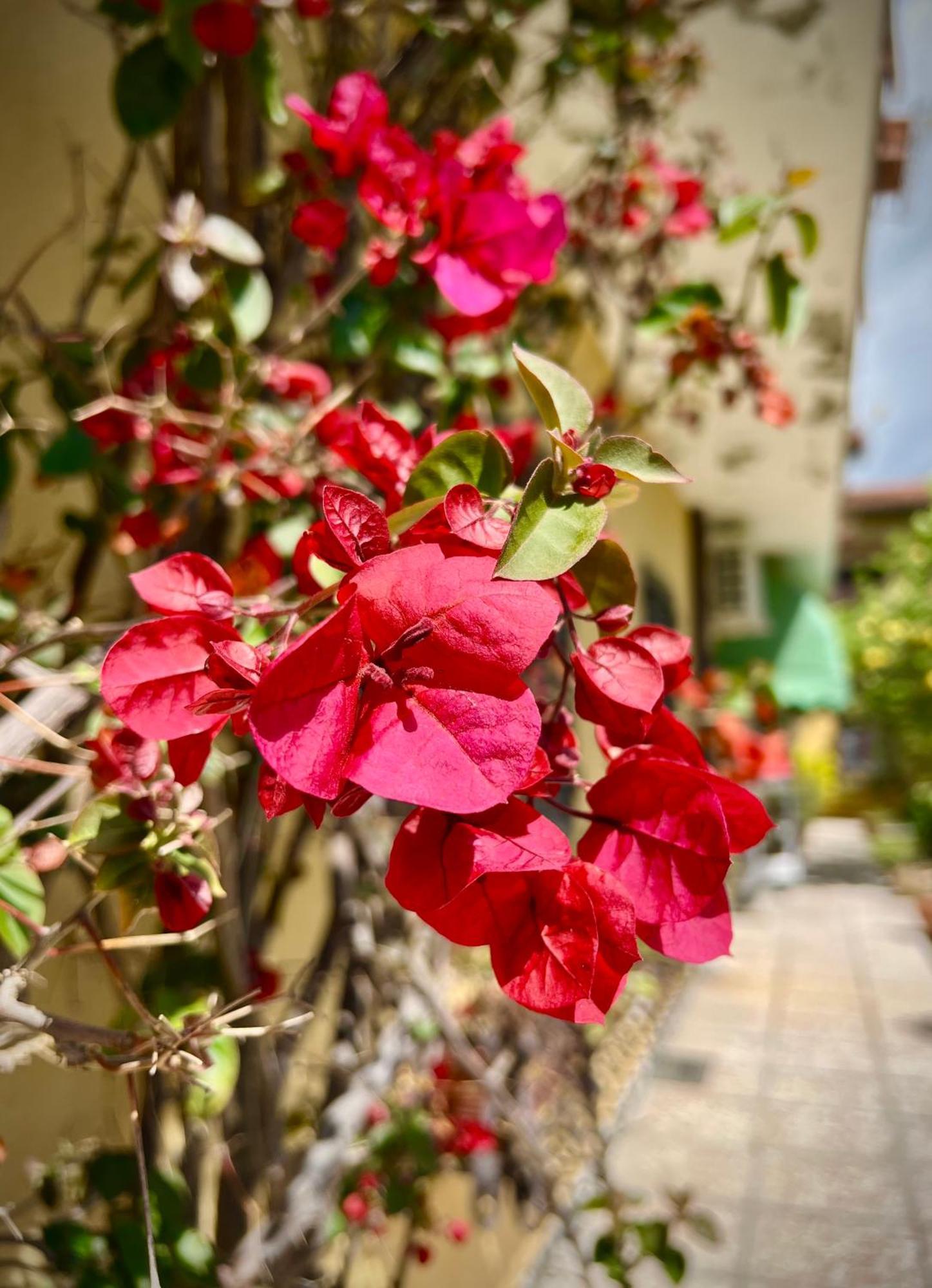 Bed&Breakfast Villa Lorena 马尔米堡 外观 照片
